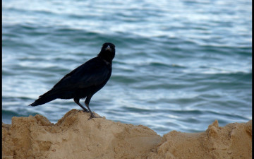 Картинка животные вороны грачи галки песок грач вода