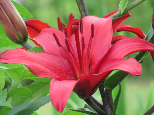 Обои картинки фото цветы, лилии, лилейники, алый