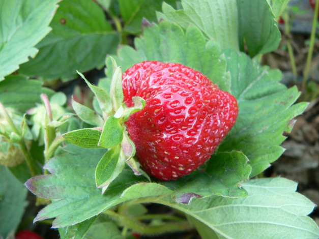 Обои картинки фото природа, Ягоды, клубника, красная, ягода, листья