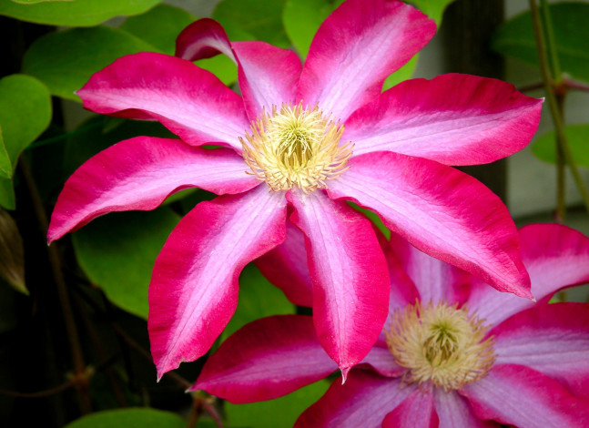 Обои картинки фото цветы, клематис, ломонос, яркий, лепестки, большой