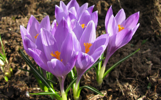 Обои картинки фото цветы, крокусы, сиреневый, весна