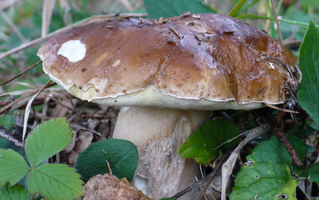 Обои картинки фото природа, грибы, боровик