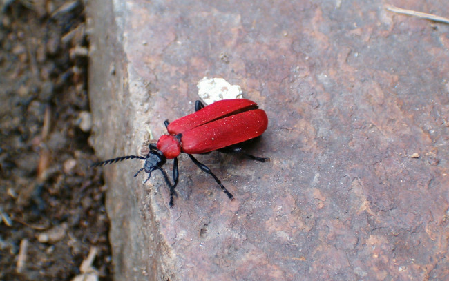 Обои картинки фото животные, насекомые, жук, камень