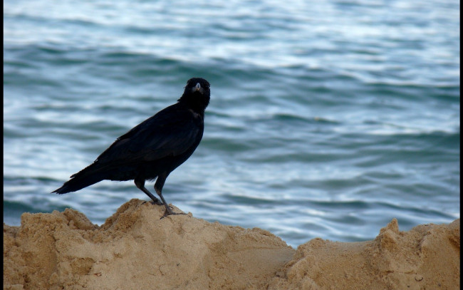 Обои картинки фото животные, вороны, грачи, галки, песок, грач, вода