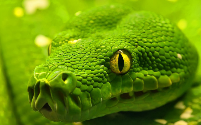 Обои картинки фото животные, змеи, питоны, кобры, чешуя