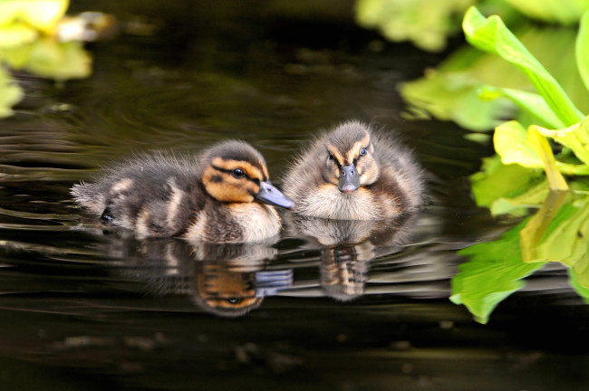 Обои картинки фото животные, утки, утята, вода
