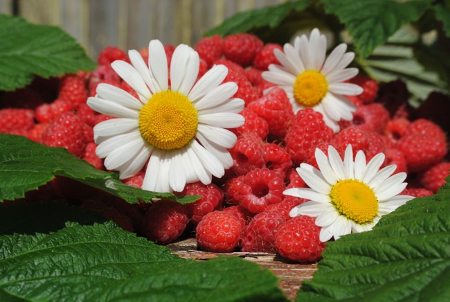 Обои картинки фото еда, малина, лето, ягоды, цветы, ромашки, листья