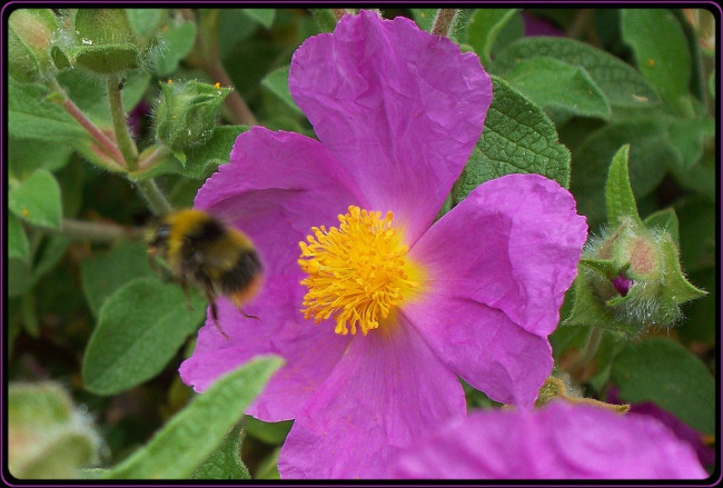 Обои картинки фото цветы, листья