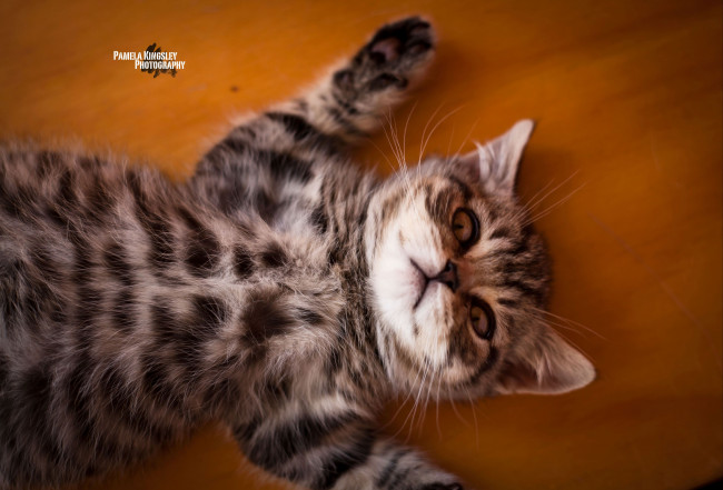 Обои картинки фото животные, коты, котенок, отдых