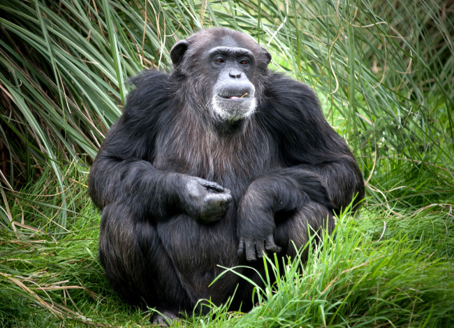 Обои картинки фото животные, обезьяны, шимпанзе