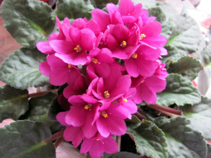 Картинка цветы фиалки розовый