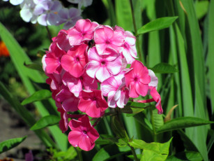 Картинка цветы флоксы розовый