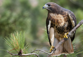 Картинка животные птицы хищники хищник