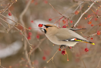 Картинка животные свиристели ягоды обед