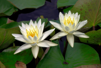 Картинка цветы лилии водяные нимфеи кувшинки пара