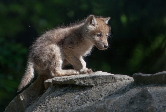 Картинка животные волки малыш волчонок