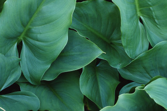 Картинка природа листья зеленые