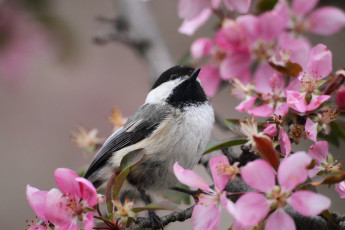 Картинка животные синицы лазоревки синица ветка цветение