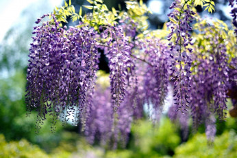 Картинка цветы глициния фиолетовый