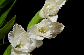 Картинка цветы гладиолусы белый