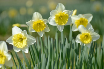Картинка цветы нарциссы весна