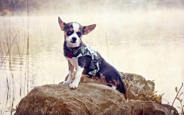 Картинка животные собаки камень вода собака