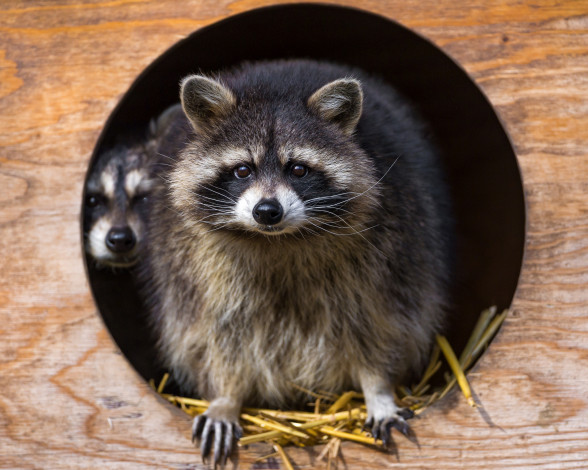 Обои картинки фото животные, еноты, полоскун, пара, енот, мордочка