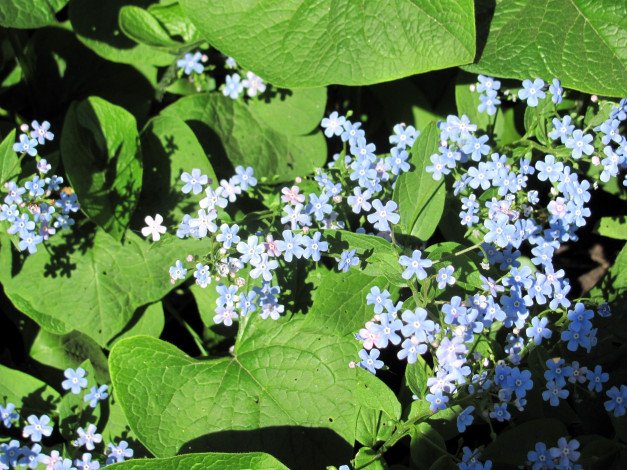 Обои картинки фото цветы, незабудки, голубой