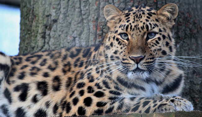 Обои картинки фото животные, леопарды, пятна, амурский, леопард