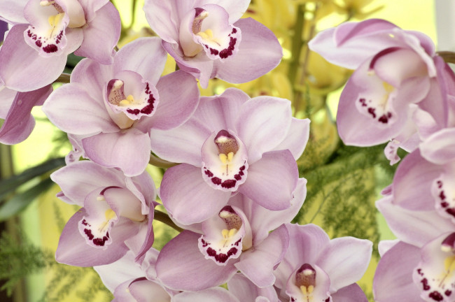 Обои картинки фото цветы, орхидеи, розовый