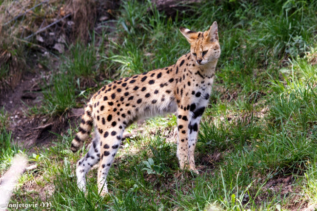 Обои картинки фото животные, сервалы, пятна, кошка