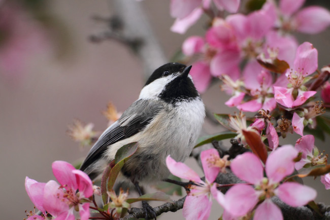 Обои картинки фото животные, синицы, лазоревки, синица, ветка, цветение