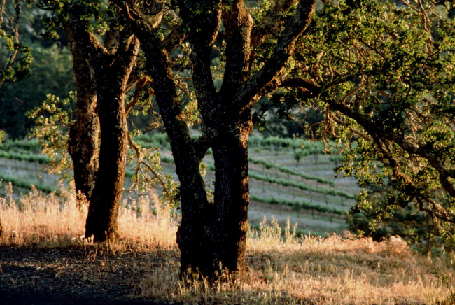 Обои картинки фото природа, деревья, поле, трава