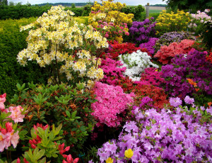 Картинка цветы разные+вместе разные клумба