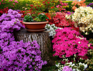 Картинка цветы разные+вместе клумба разные