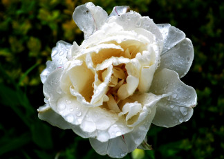 Картинка цветы тюльпаны тюльпан лепестки капли роса утро цветок макро