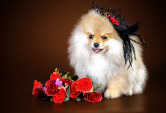 Картинка животные собаки цветы девочка шпиц