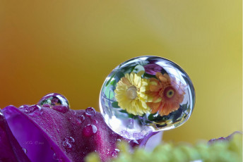 Картинка цветы герберы макро капля