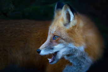 Картинка животные лисы лисичка