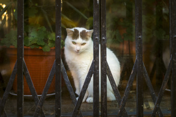 Картинка животные коты фон глаза кошка кот