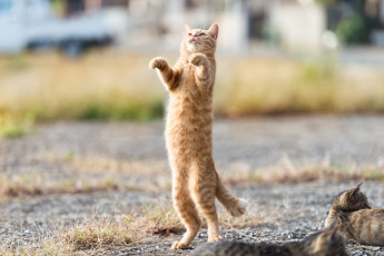 Картинка животные коты рыжий стойка фон ушки взгляд кошка кот коте киса
