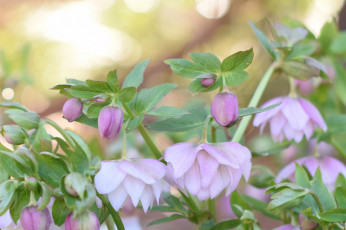 Картинка цветы геллеборус+ морозник куст макро сиреневые