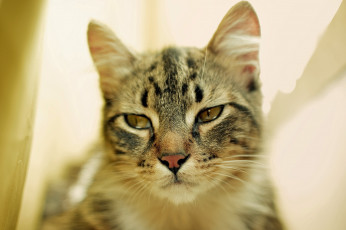 Картинка животные коты взгляд кот киса