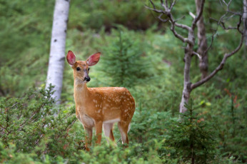 Картинка животные олени олень пятнистый