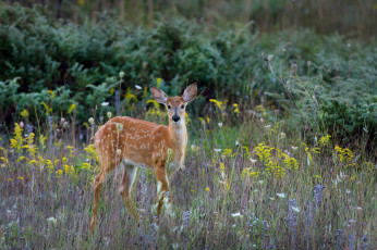 Картинка животные олени олень пятнистый