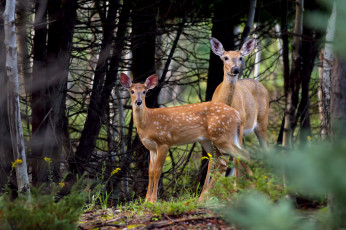 Картинка животные олени олень пятнистый