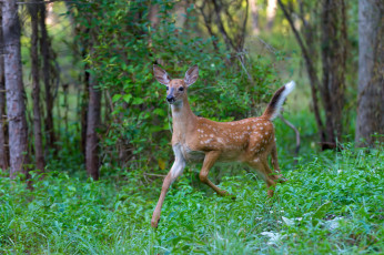 Картинка животные олени пятнистый олень