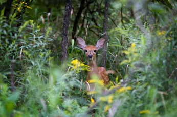 Картинка животные олени пятнистый олень