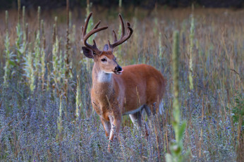 Картинка животные олени рога олень