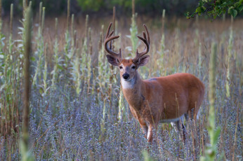 Картинка животные олени рога олень